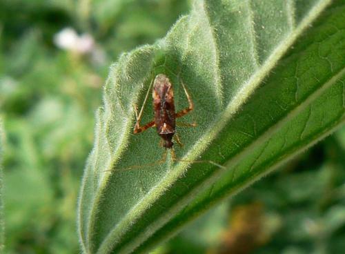 Phytocoris sp.
