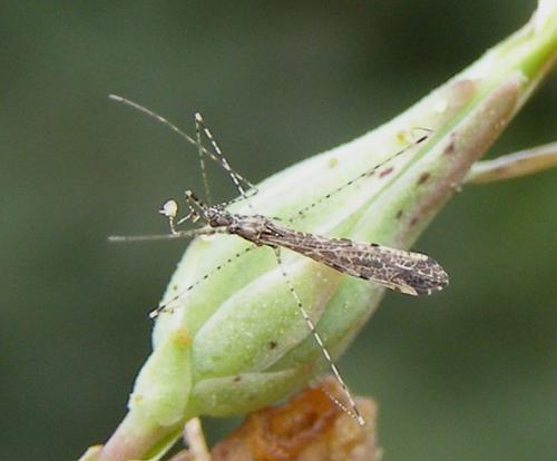 Empicoris sp.