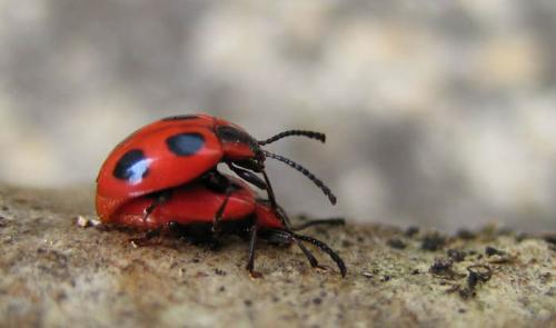 Endomychus coccineus