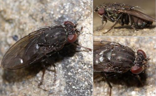 Dichaeta caudata