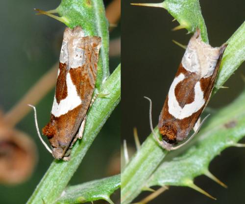Epiblema foenella