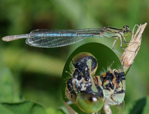 Réf. 36 843 : Erythromma lindenii