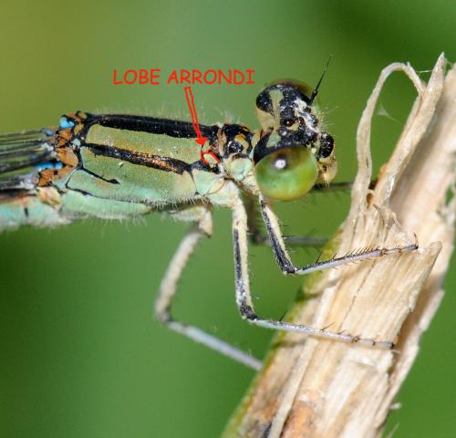 Erythromma lindenii