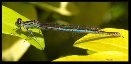 Erythromma lindenii