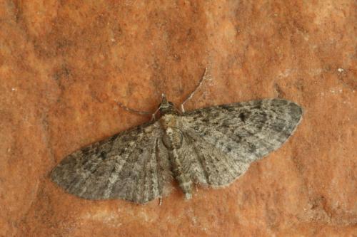 Réf. 36 932 : Eupithecia virgaureata
