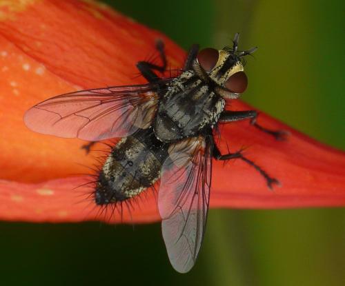 Exorista sp.
