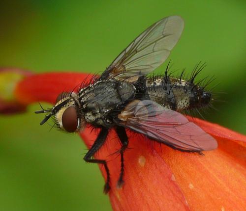 Exorista sp.