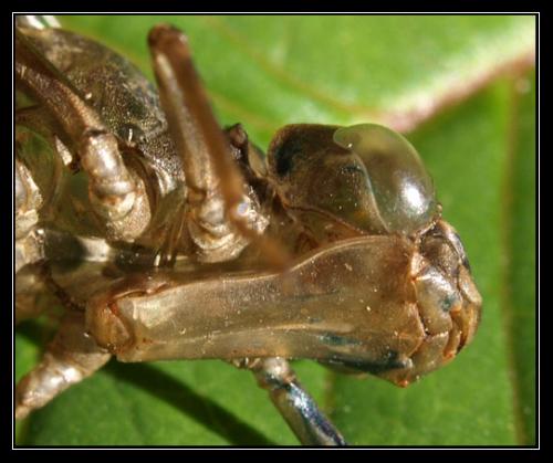 Aeshna cyanea