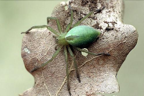 Micrommata ligurina