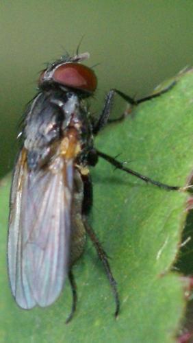Fannia fuscula