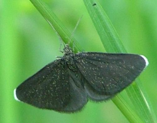 Odezia atrata