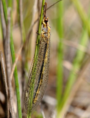Réf. 36 428 : Macronemurus sp.