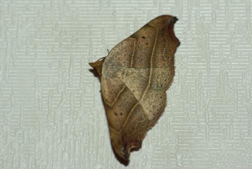 Réf. 36 405 : Laspeyria flexula