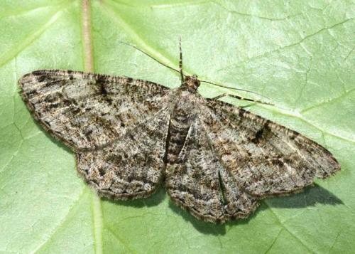 Réf. 36 467 : Peribatodes rhomboidaria