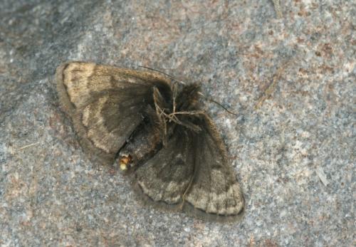 Glacies canaliculata