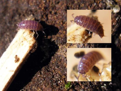 Réf. 36 307 : Hyloniscus riparius