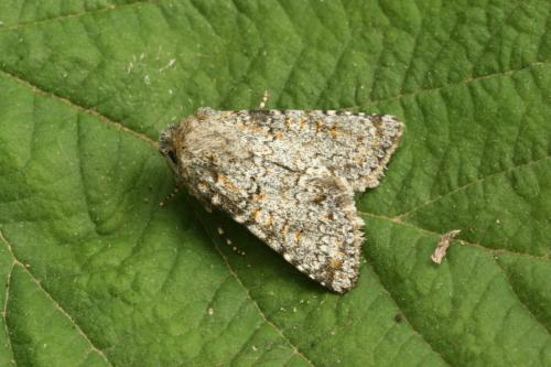 Hadena luteocincta
