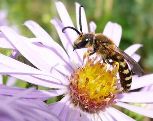 Réf. 36 942 : Halictus scabiosae