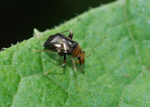Réf. 36 420 : Halticus luteicollis