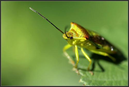Acanthosoma haemorrhoidale haemorrhoidale