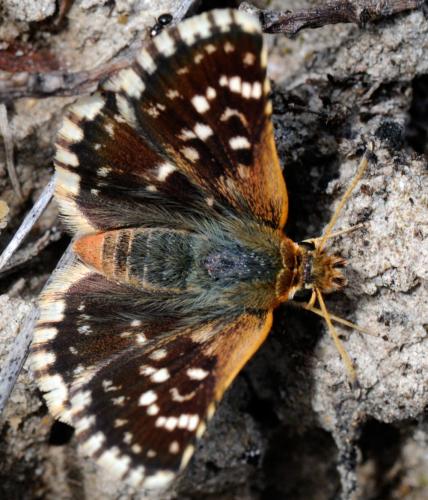 Réf. 36 199 : Spialia sertorius