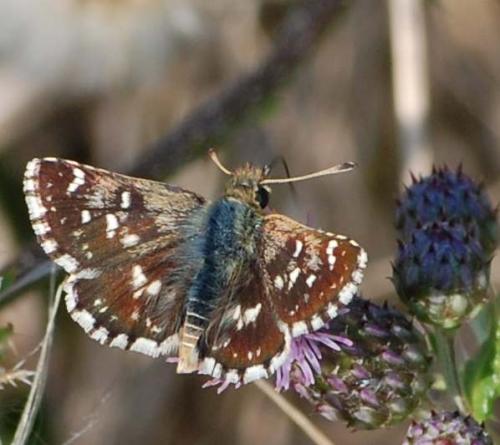 Réf. 36 973 : Spialia sertorius