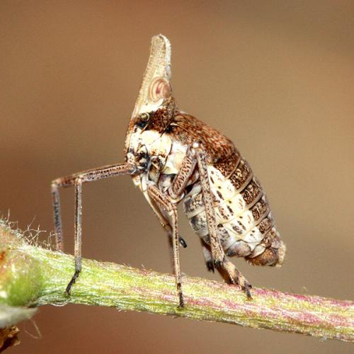 Réf. 36 475 : Bursinia sp.