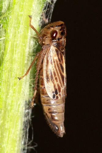 Evacanthus acuminatus
