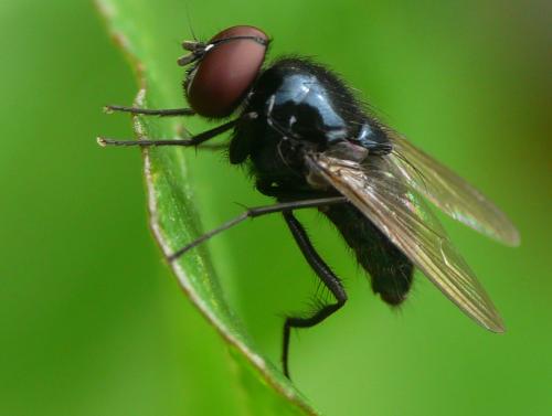 Réf. 36 502 : Hydrotaea ignava