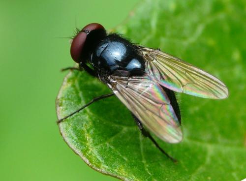 Réf. 36 503 : Hydrotaea ignava