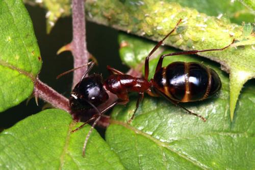 Réf. 36 187 : Camponotus sylvaticus
