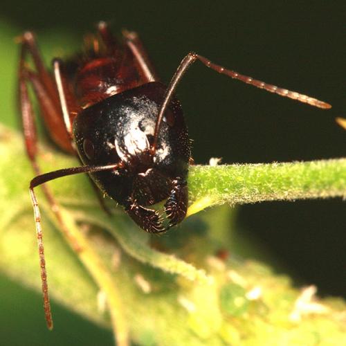 Réf. 36 188 : Camponotus sylvaticus