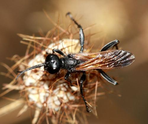 Prionyx subfuscatus