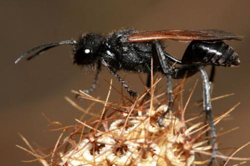 Prionyx subfuscatus