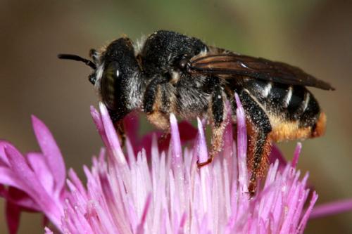 Lithurgus chrysurus