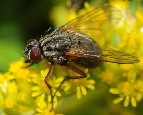 Phaonia angelicae