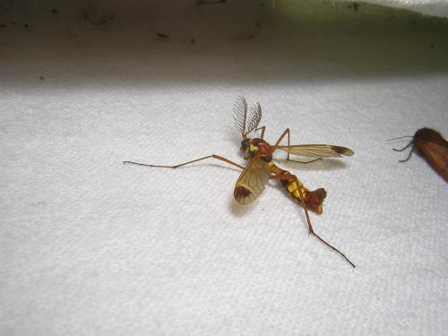 Réf. 36 807 : Ctenophora ornata