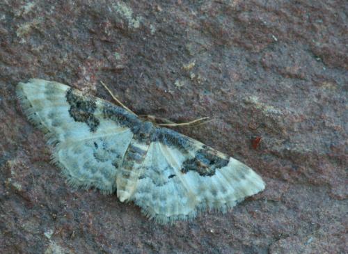 Réf. 36 465 : Idaea mustelata