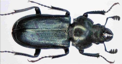 Platycerus spinifer
