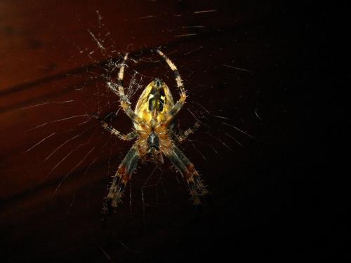 Araneus diadematus