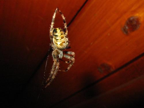 Araneus diadematus