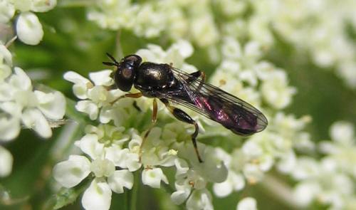 Réf. 36 858 : Neoascia sp.