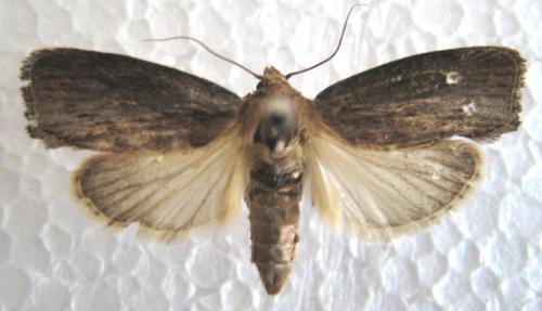 Galleria mellonella