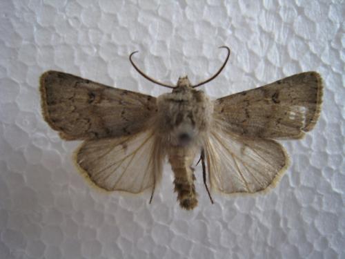 Réf. 36 492 : Agrotis cinerea