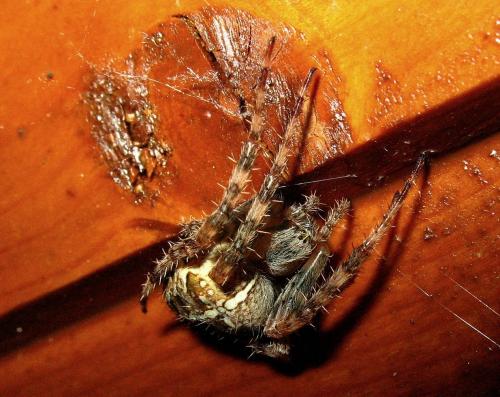 Araneus diadematus