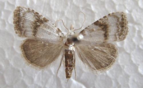Réf. 36 879 : Meganola albula