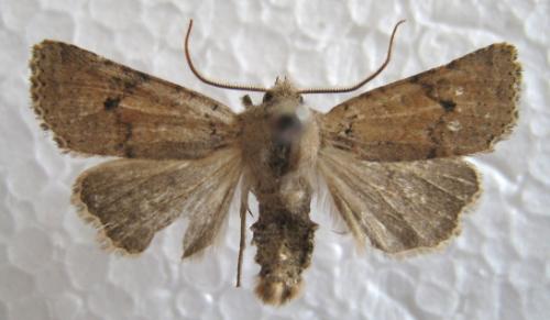Xanthia ruticilla