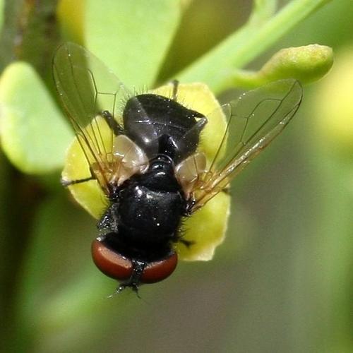 Phasia barbifrons