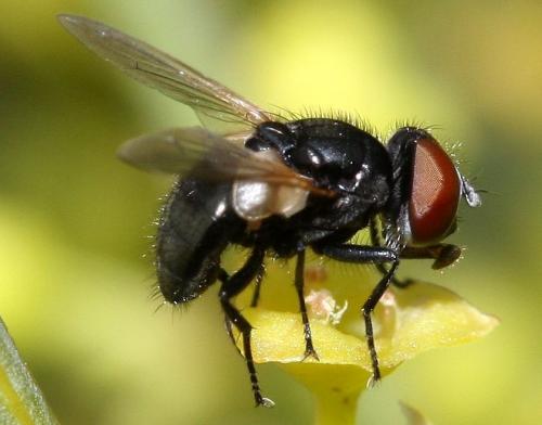 Phasia barbifrons