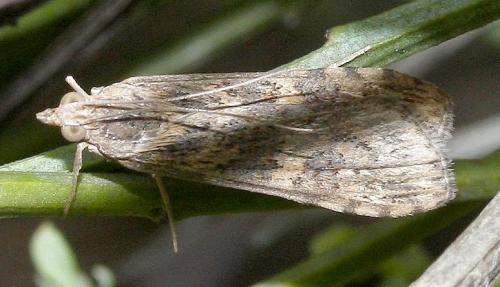 Nomophila noctuella